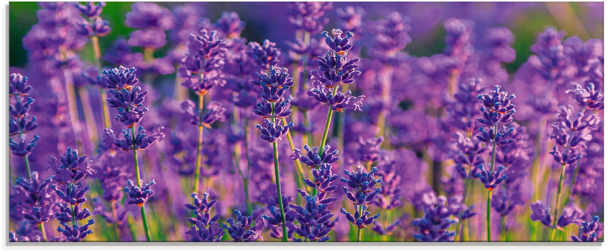 Artland Glasbild »Lavendelfeld in Tihany, bestellen | St.), BAUR Größen Felder, verschiedenen in Ungarn«, (1
