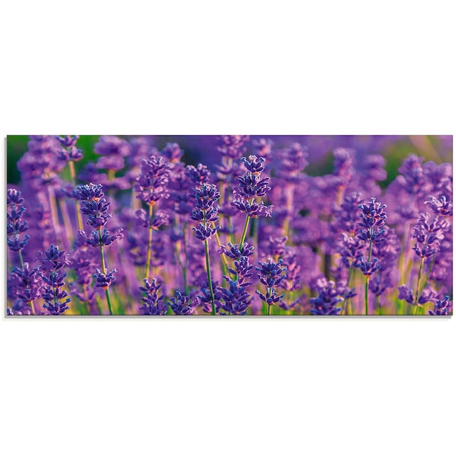 Artland Glasbild »Lavendelfeld in Tihany, Ungarn«, Felder, (1 St.), in  verschiedenen Größen bestellen | BAUR