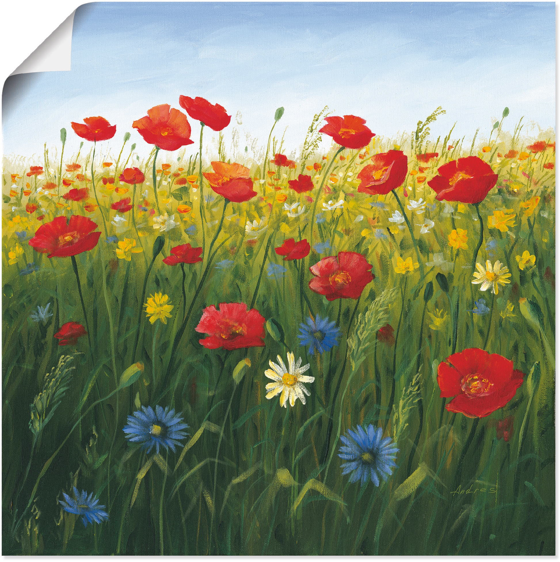 Artland Wandbild "Mohnblumen Landschaft I", Blumenwiese, (1 St.), als Alubi günstig online kaufen