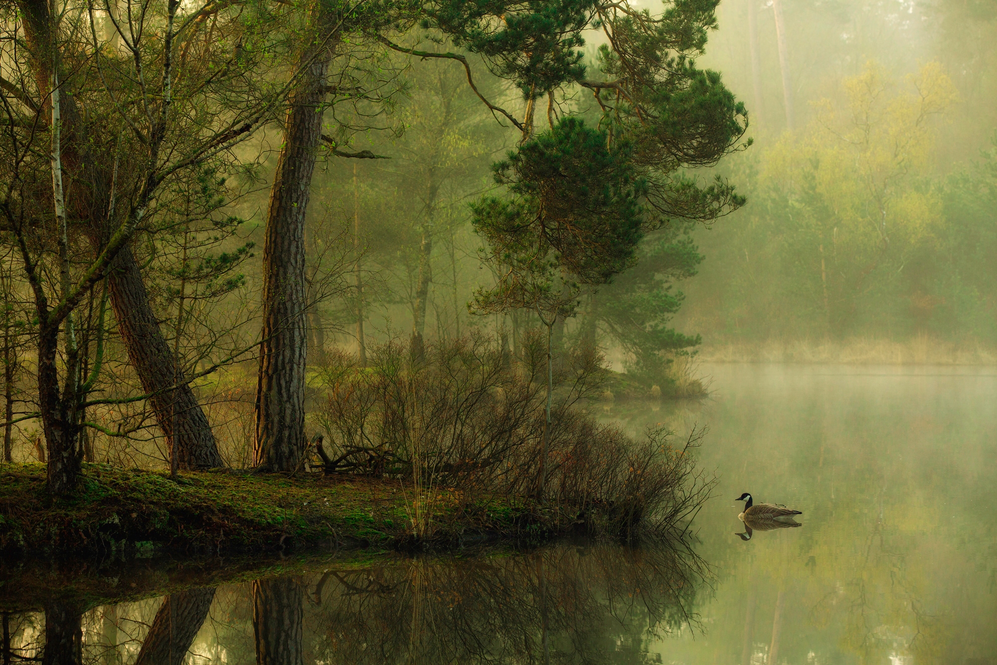 Papermoon Fototapete "Photo-Art ANTON VAN DONGEN, ENTE IM SEE"