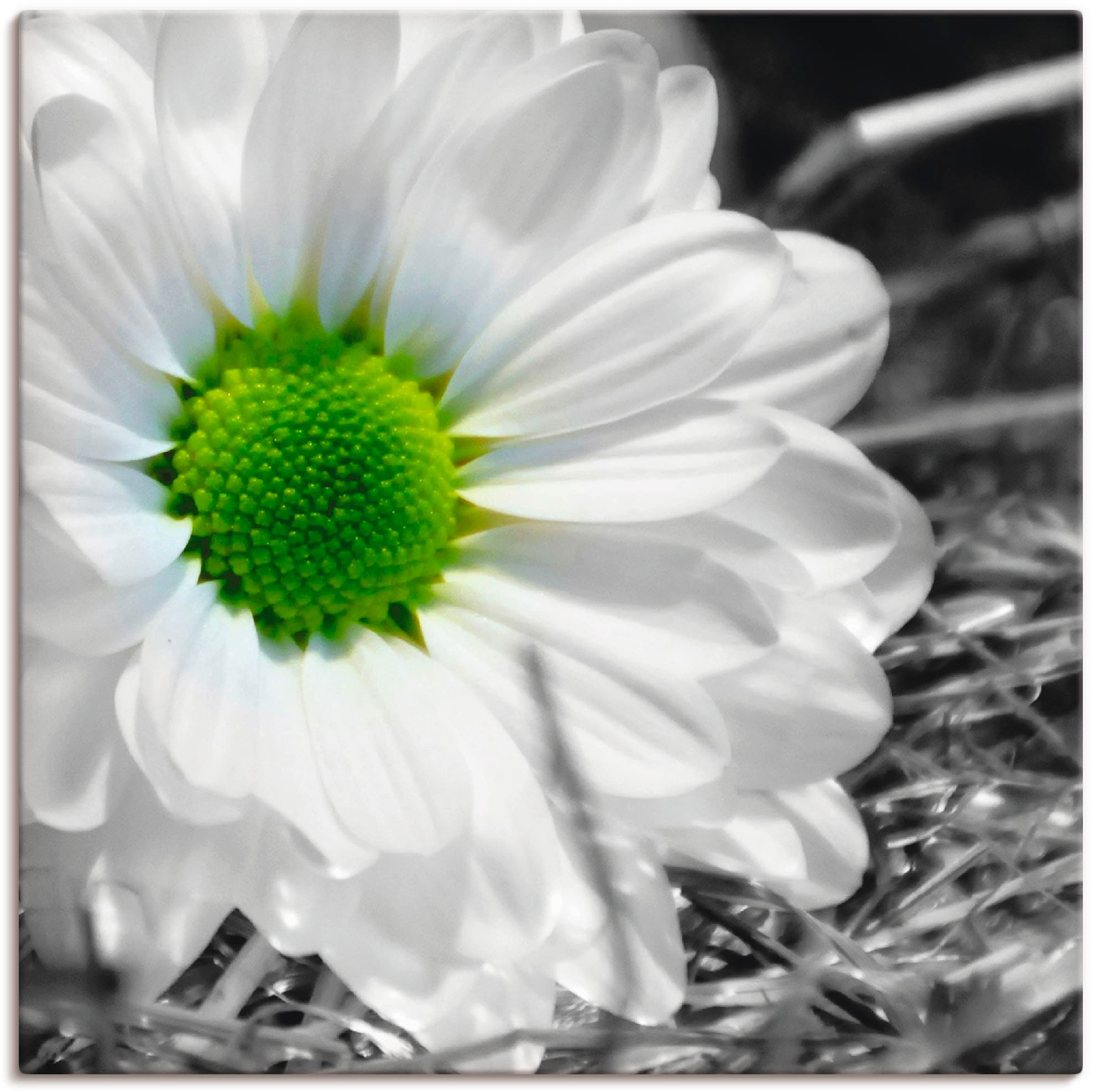 Artland Paveikslas »Weiße Blume« Blumen (1 St....