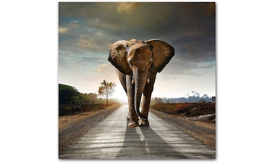 Home affaire Acrylglasbild »Elefant«, 50/50 cm kaufen