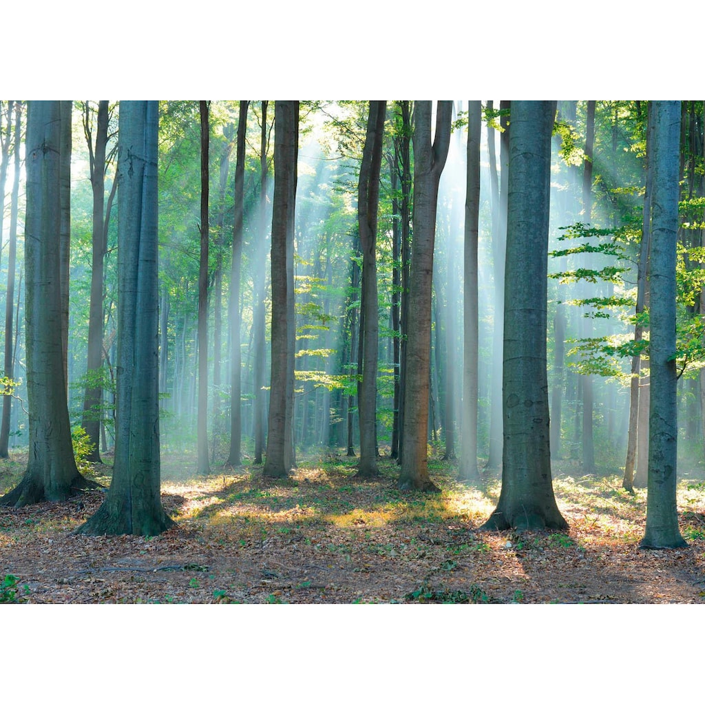 Reinders! Deco-Panel »Wald im Sonnenlicht«