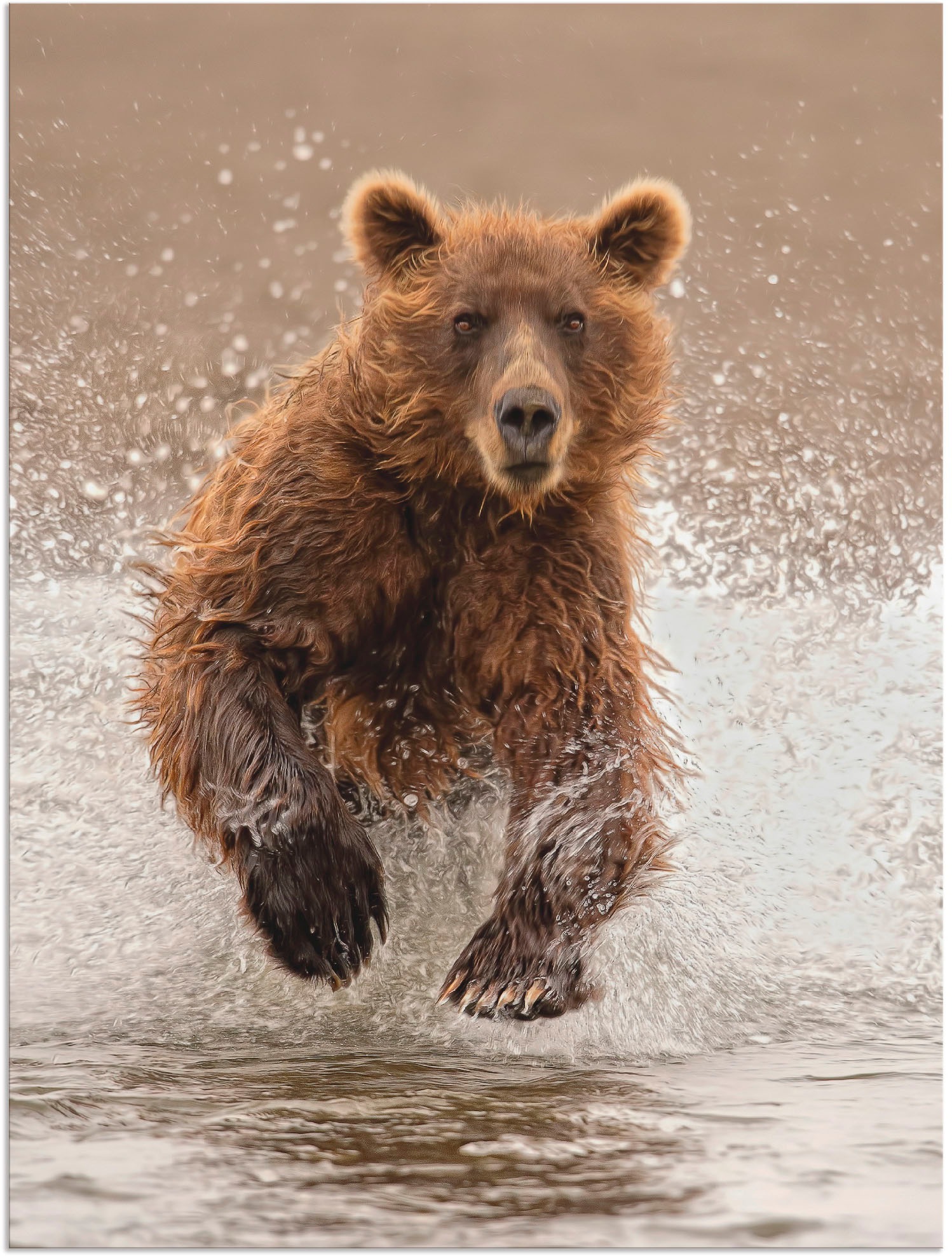 Artland Poster »Bären beim Spielen II«, Wildtiere, (1 St.), als Alubild, Leinwandbild, Wandaufkleber oder Poster in versch. Größen