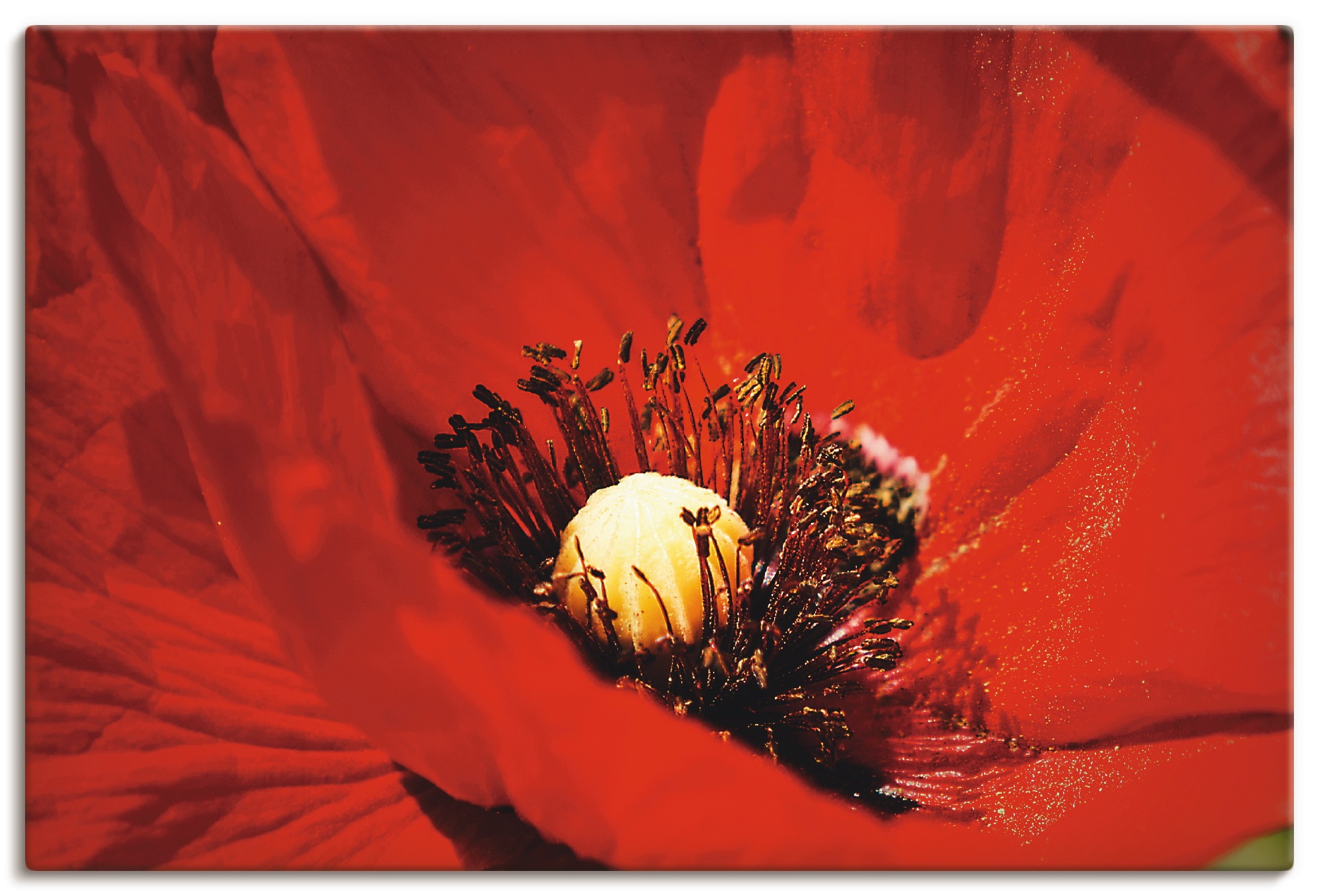 Artland Paveikslas »Roter Mohn« Blumen (1 St.)...