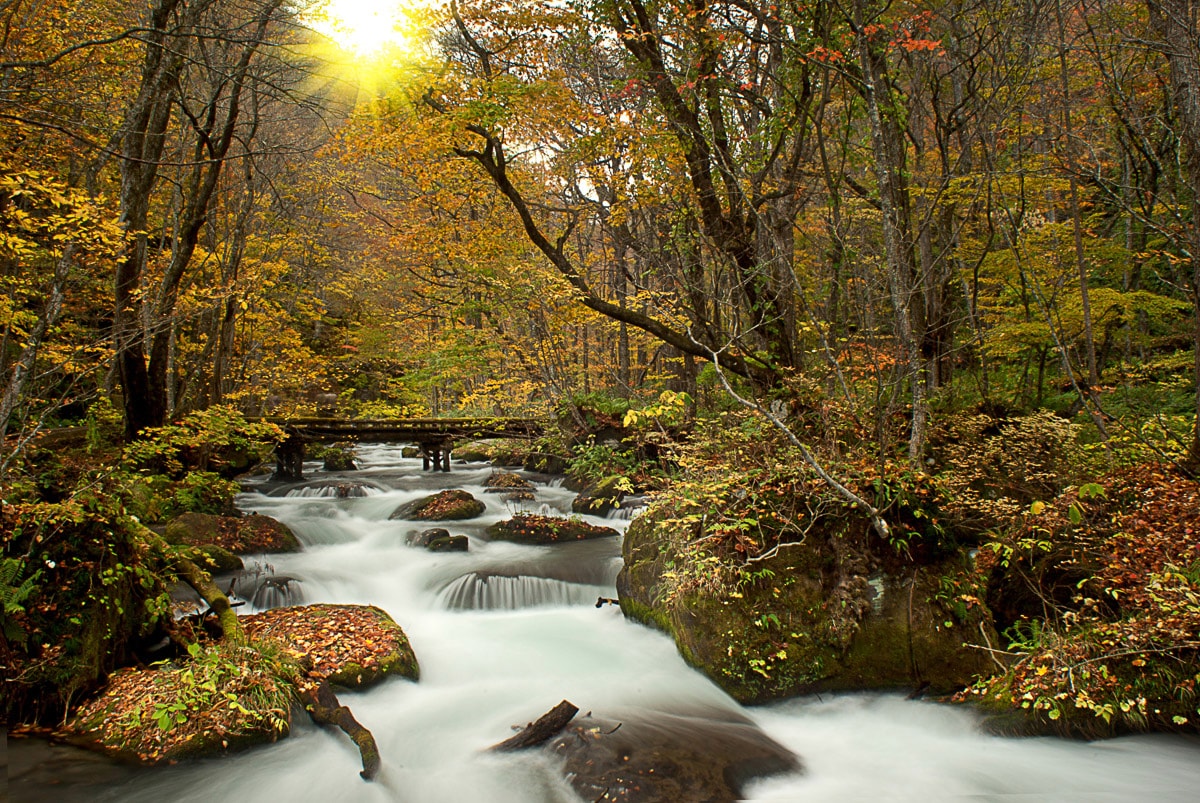 Papermoon Fototapete "WALD-NATUR BÄUME WASSERFALL DSCHUNGEL HERBSTLANDSCHAFT"