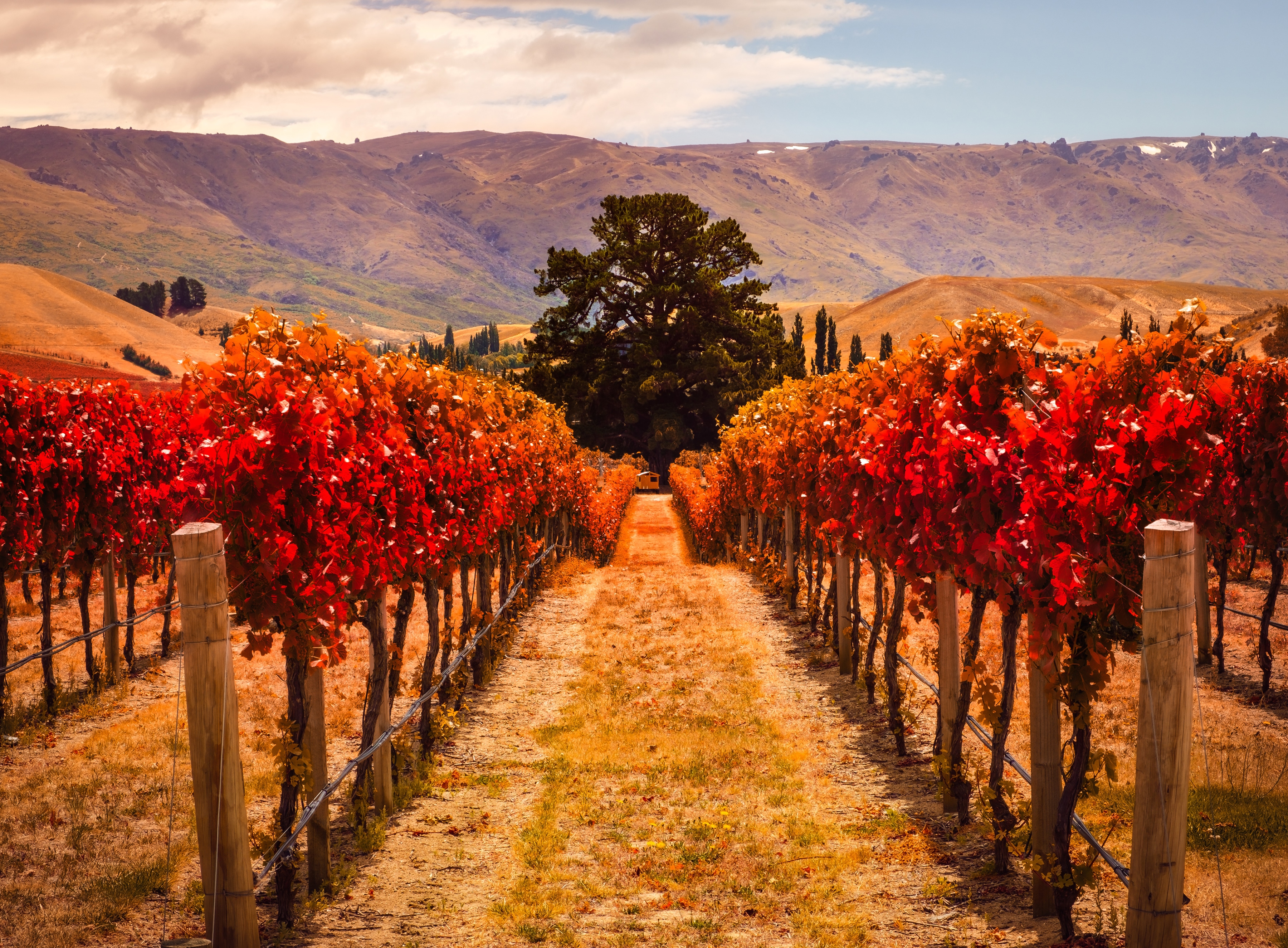 Papermoon Fototapete "Autumn Vineyard" glatt
