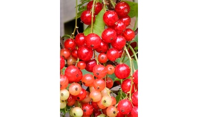 BCM Obstpflanze »Säulenobst Johannisbeere 'Rolan' rot«, (1 St.), Höhe: 50 cm, 1 Pflanze kaufen