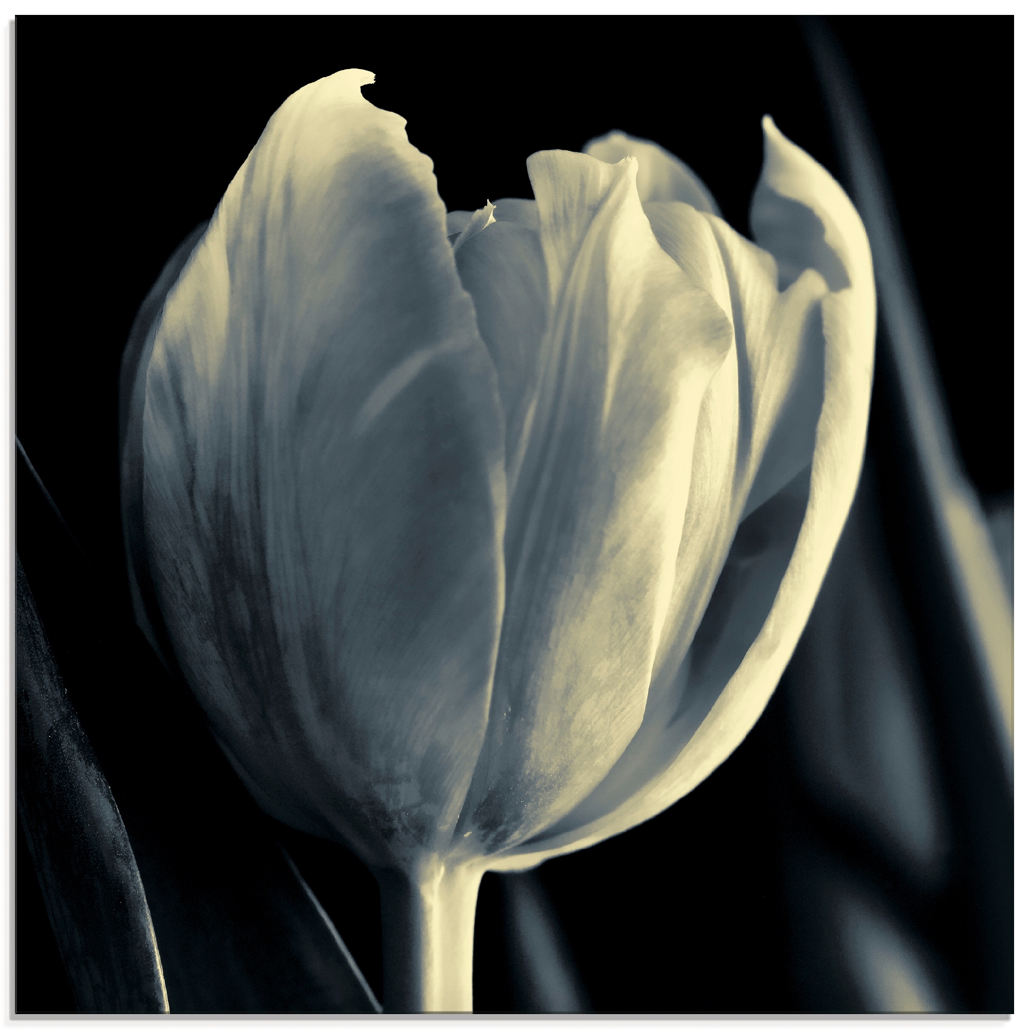 Artland Glasbild "Tulpe" Blumen 1 Stk. tlg. in verschiedenen Größen