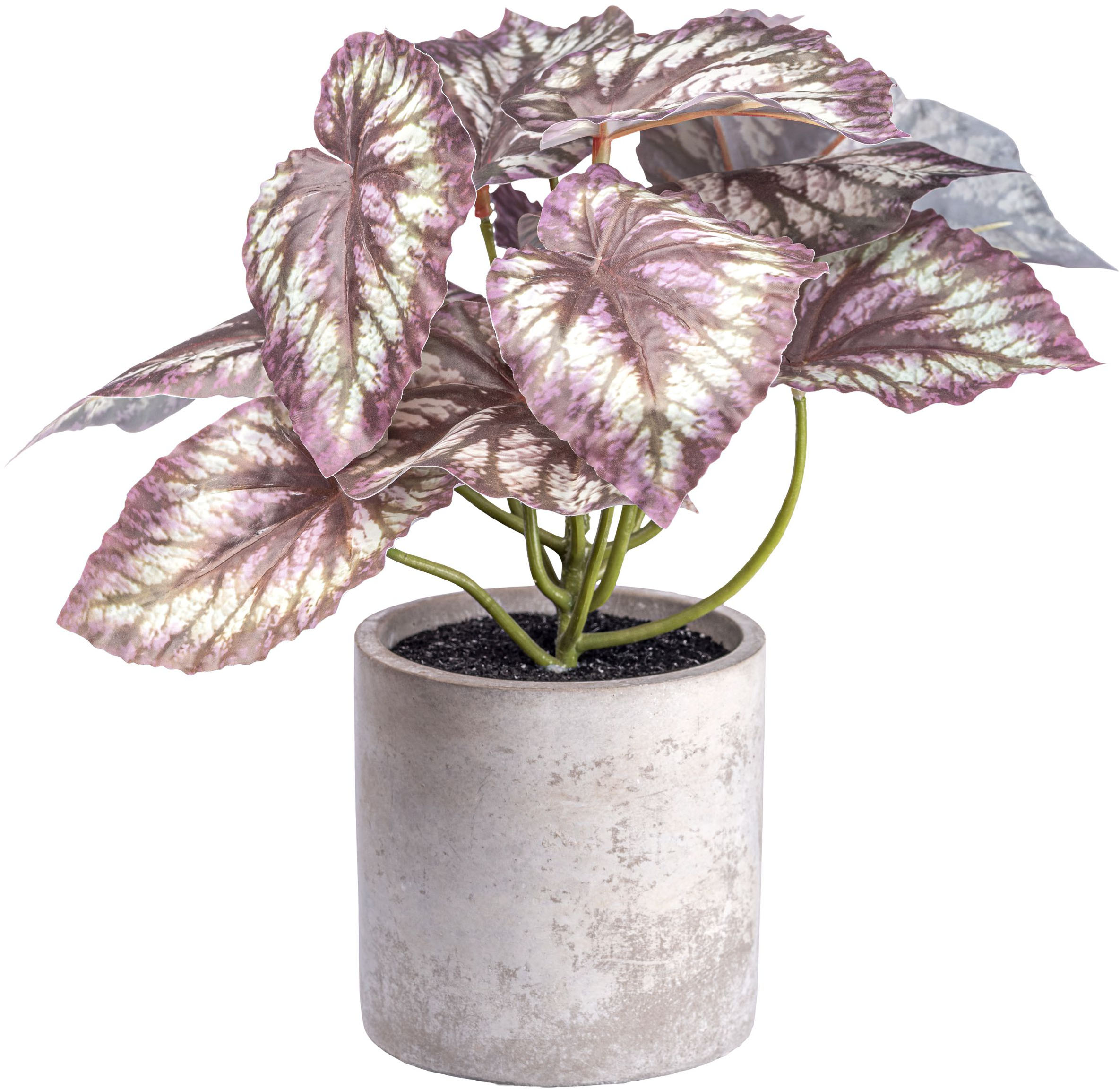 Creativ green "Rex Begonia" mit detailgetreuem Blattwerk