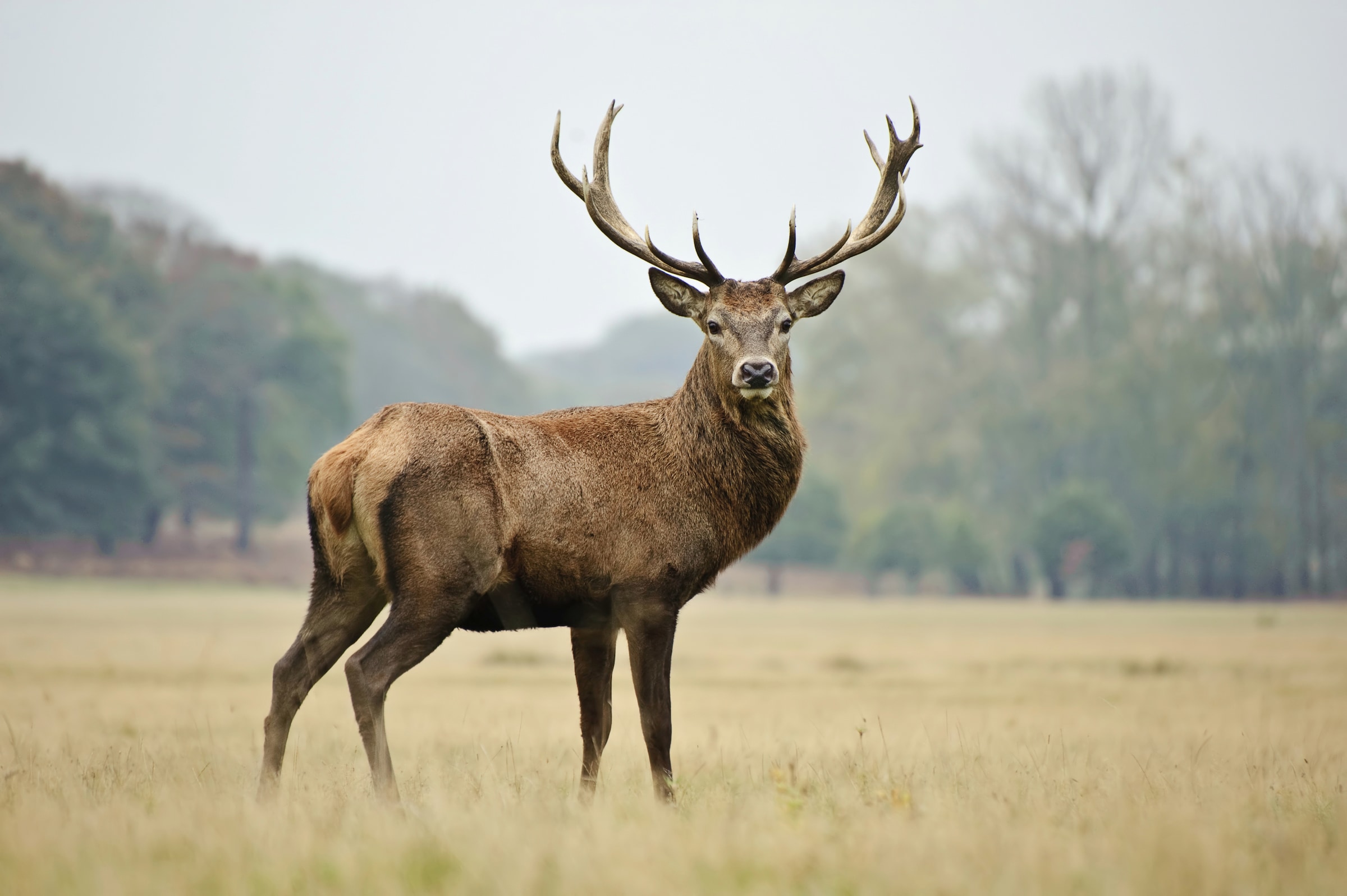 Fototapete »HIRSCH-NATUR LANDSCHAFT WILD TIERE WALD BÄUME PFERDE«