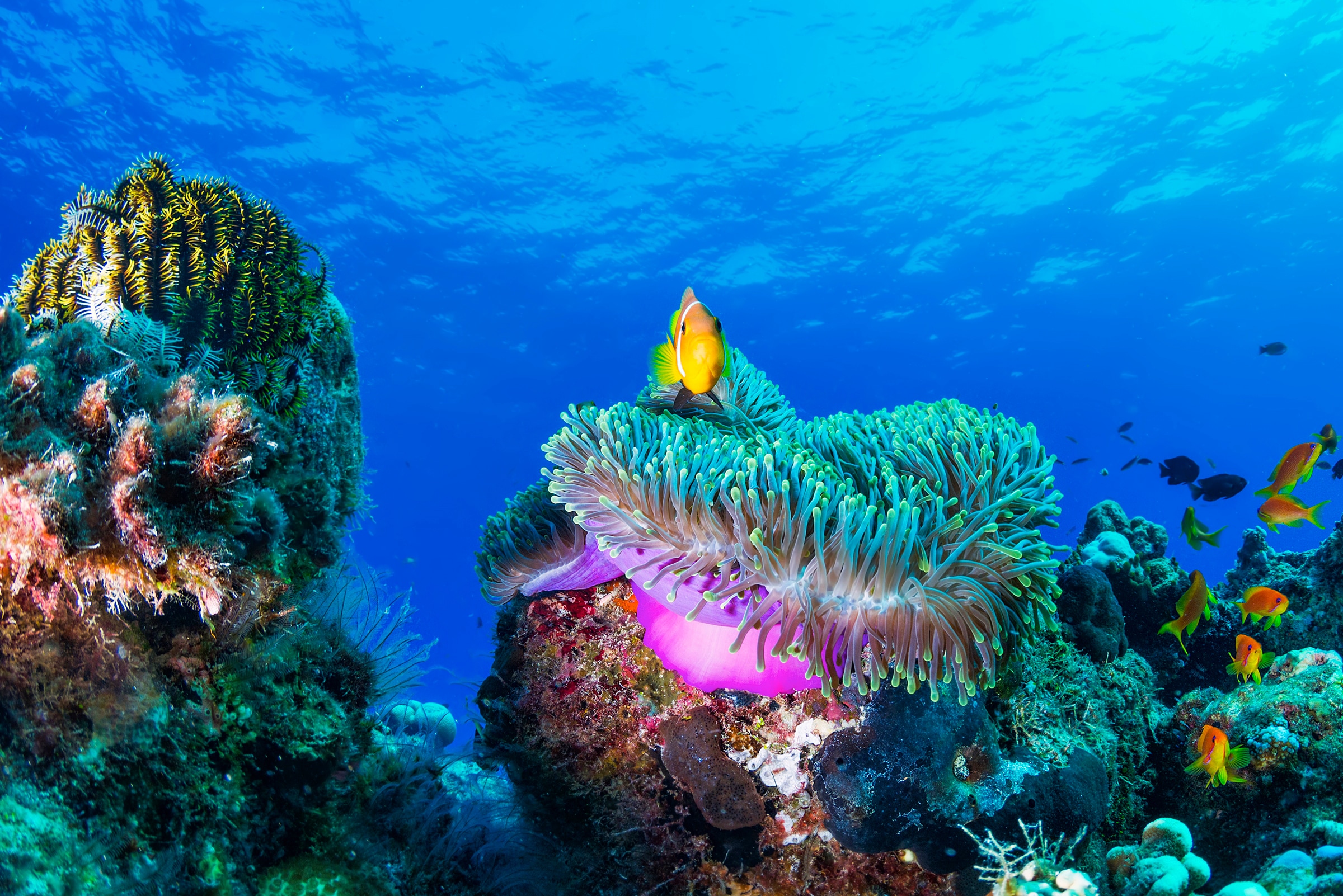 PAPERMOON Fototapete "Photo-Art ROBERTO MARCHEGIANI, LEBEN IM MEER", B/L: 5mm x 2,8mm, Bahnen: 10 Stk. St., bunt, Schlafzimmer, Tapeten