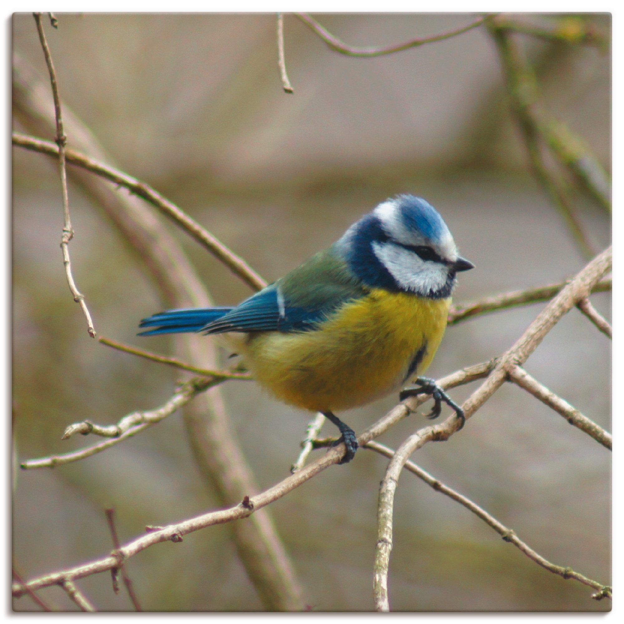 Artland Leinwandbild "Blaumeise" Vögel 1 Stk. tlg. auf Holzrahmen gespannt