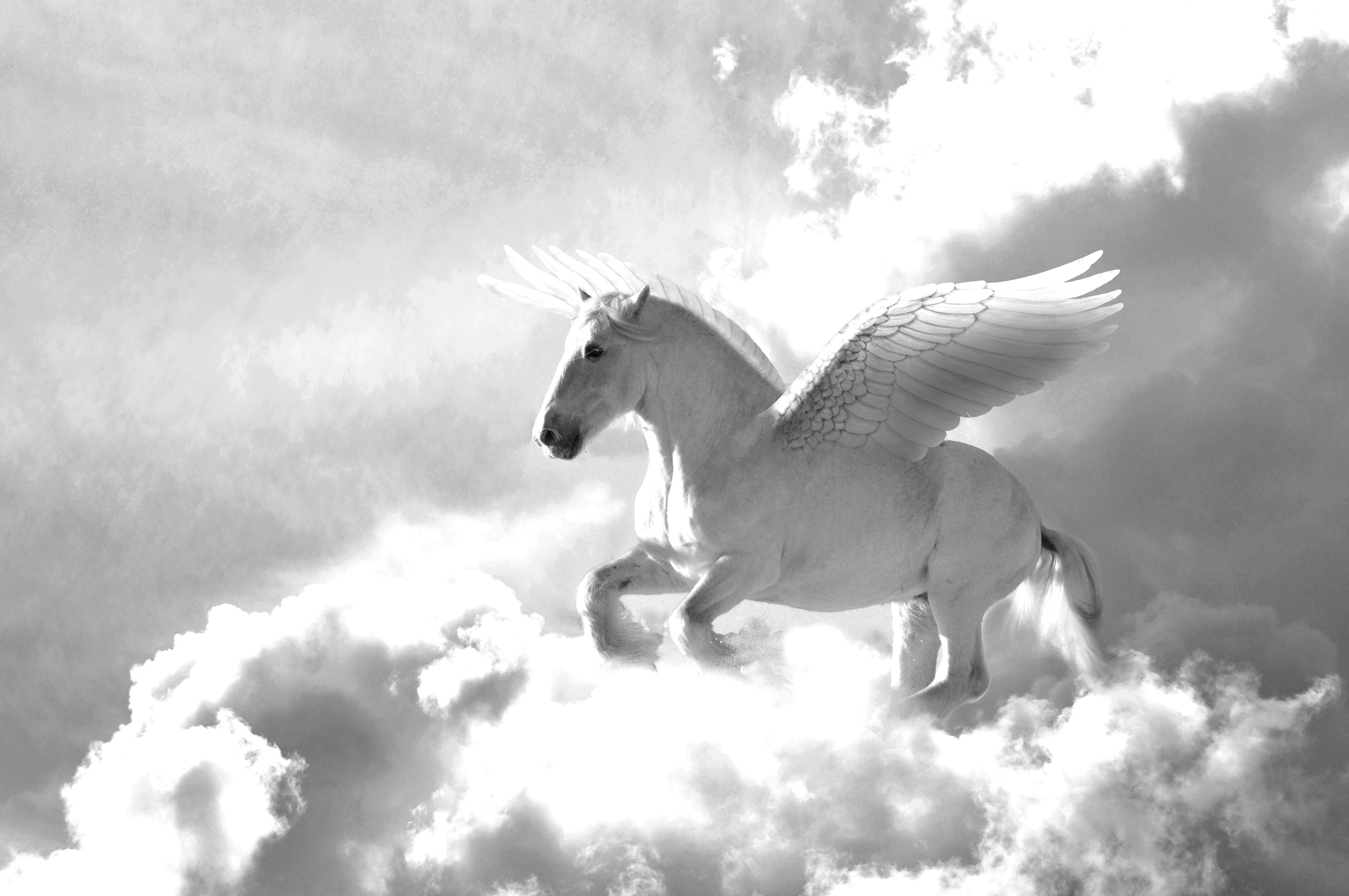 Papermoon "Pegasus Schwarz & Weiß"