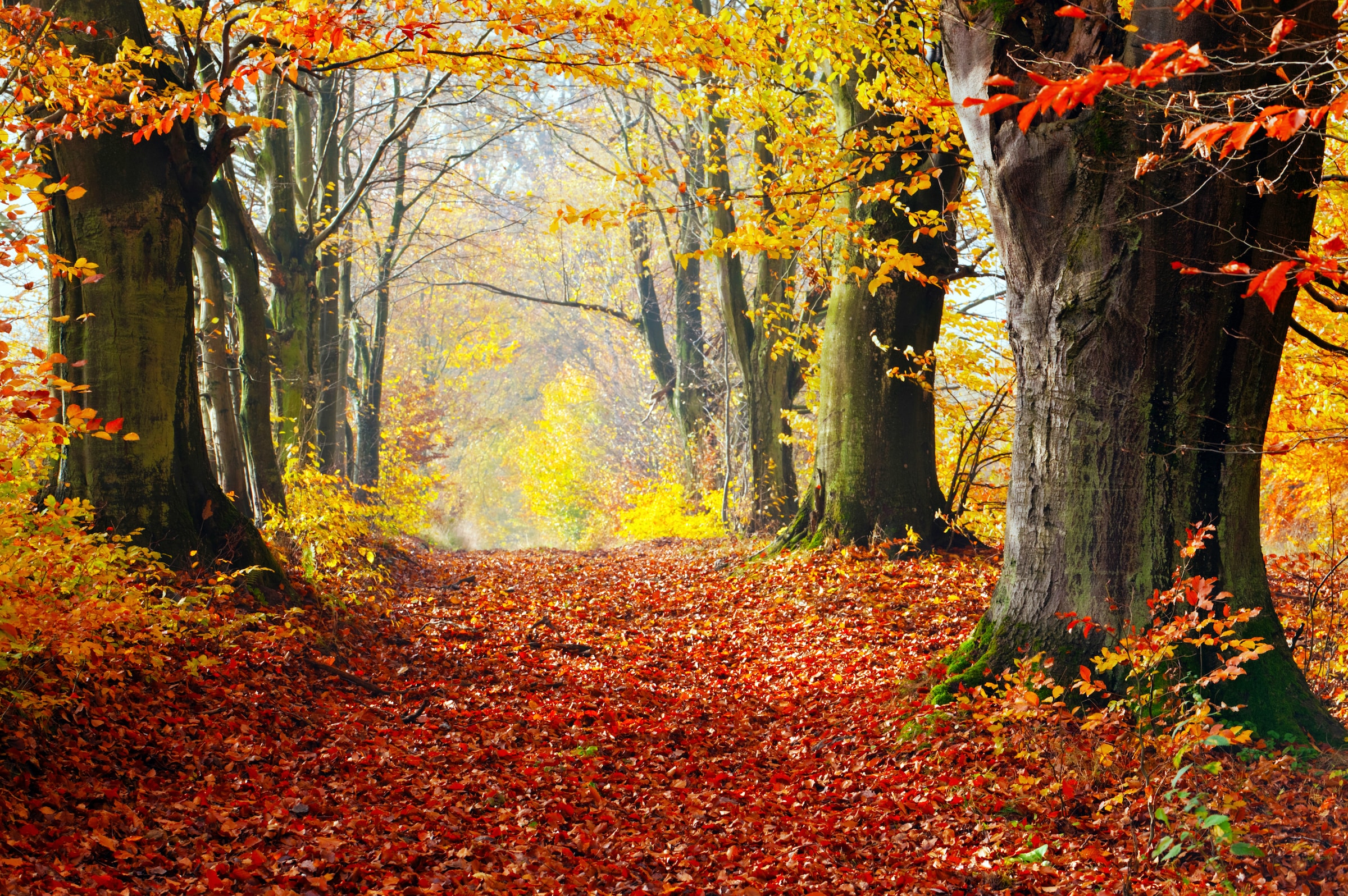 Papermoon Fototapete "WALD-HERBST BÄUME NATUR LANDSCHAFT BAUM ALLEE WANDBILD"