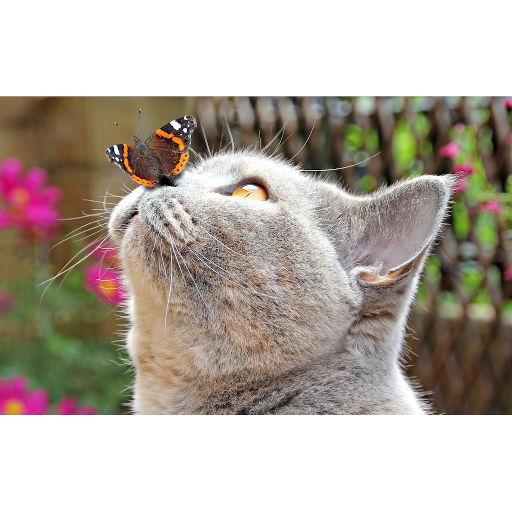 Papermoon Fototapete »Schmetterling und Katze«