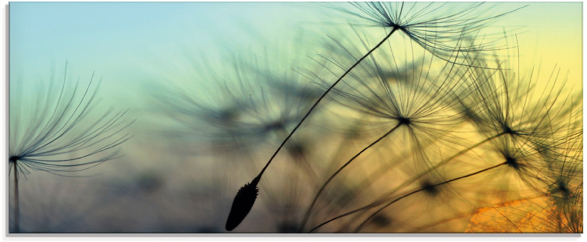 Artland Glasbild "Goldener Sonnenuntergang und Pusteblumen" Blumen 1 Stk. t günstig online kaufen