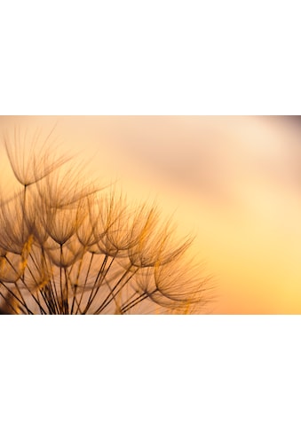 Papermoon Fototapetas »Dandelion Sunset«