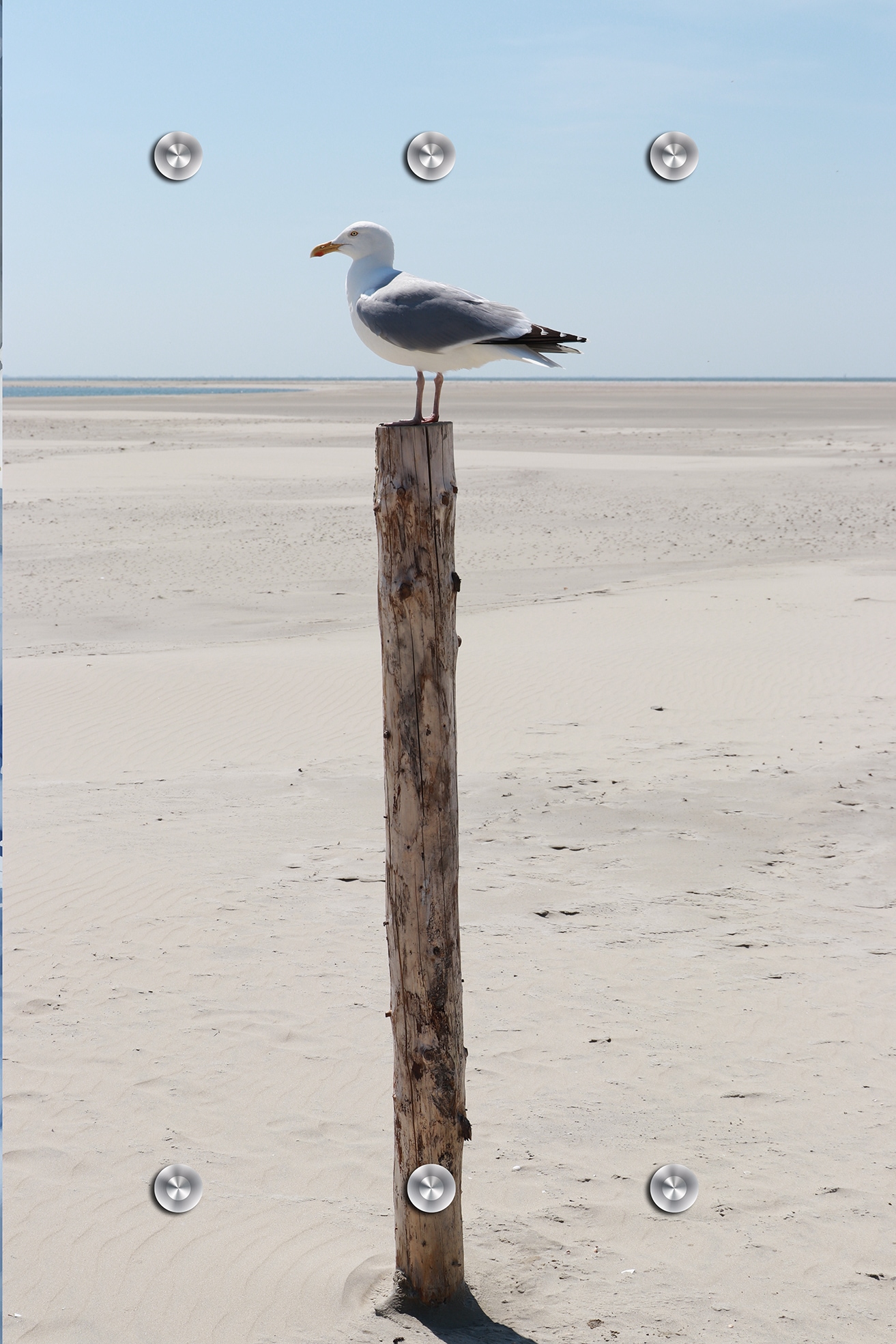 queence Garderobenpaneel "Wandgarderobe mit Motiv Foto einer Möwe am Meer inkl. Edelstahlhaken" 1 Stk. tlg. HD Premium Druck auf Acrylglas