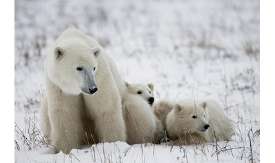 Fototapete »Eisbär mit Jungen«