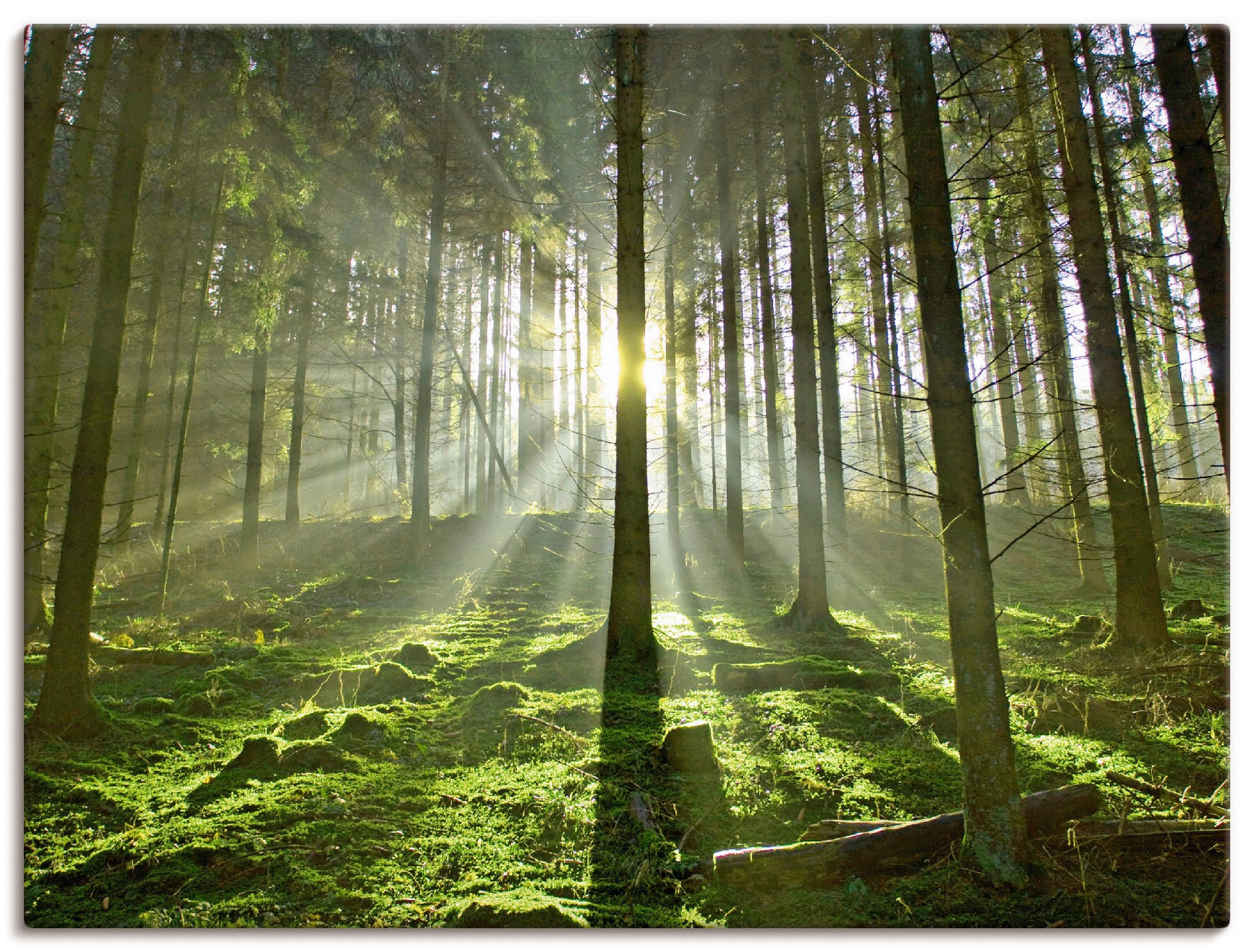 Artland Wandbild "Wald im Gegenlicht", Wald, (1 St.), als Leinwandbild, Poster in verschied. Größen