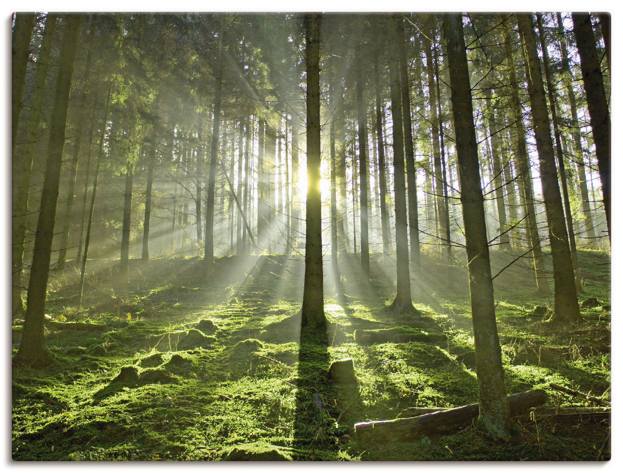 Artland Wandbild "Wald im Gegenlicht" Wald 1 Stk. tlg. als Leinwandbild, Poster in verschied. Größen
