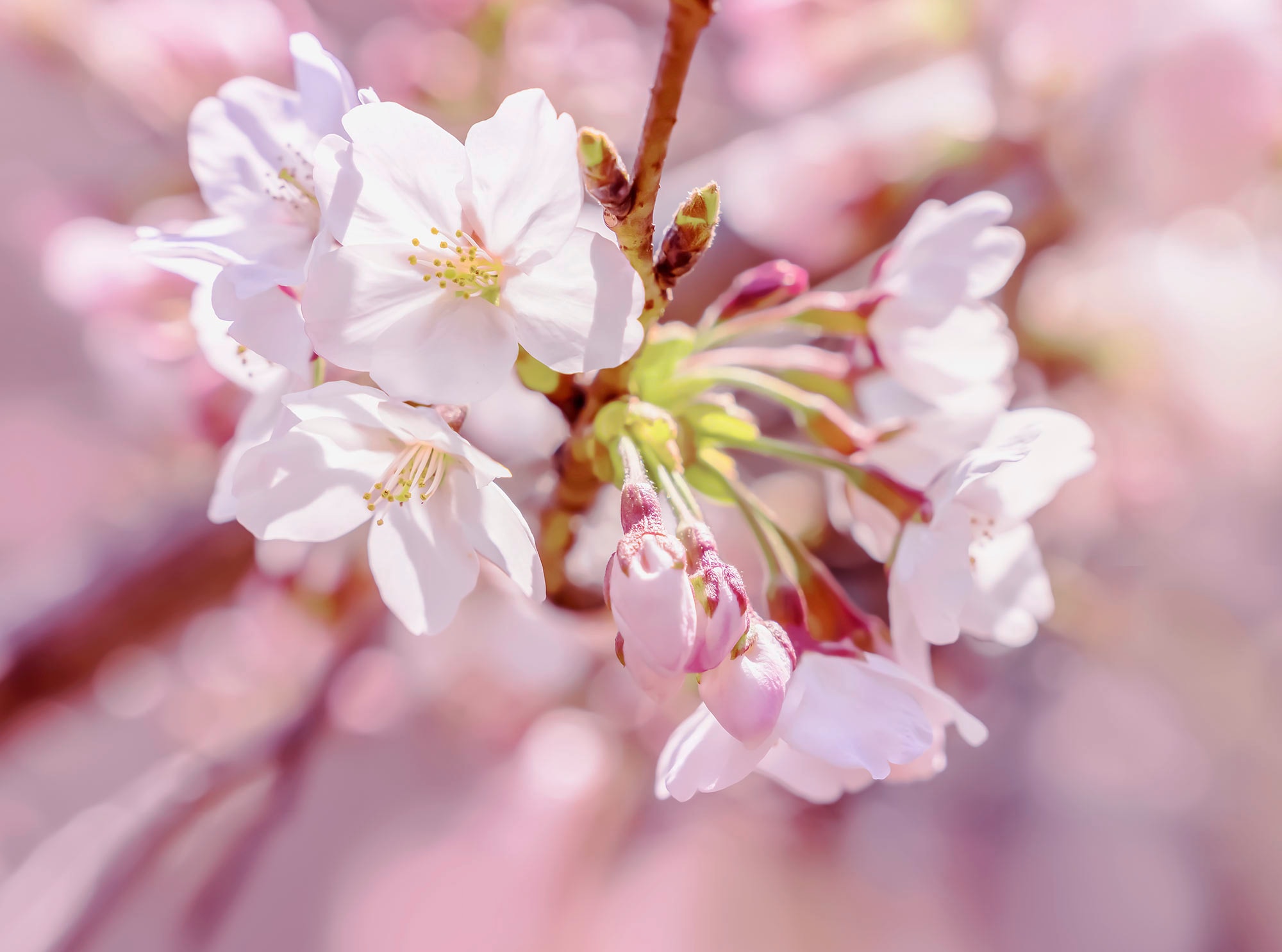 Komar Fototapete »Vlies Fototapete - Pink Blossom - Größe 248 x 184 cm« Motiv | bedruckt glatt