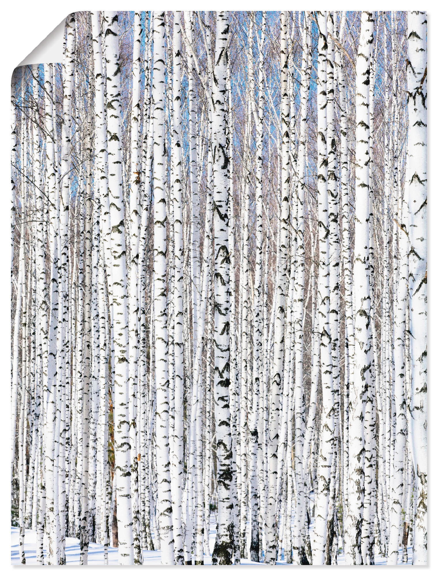 Artland Wandbild "Winterbirkenwald Wintergelassenheit", Bäume, (1 St.), als günstig online kaufen