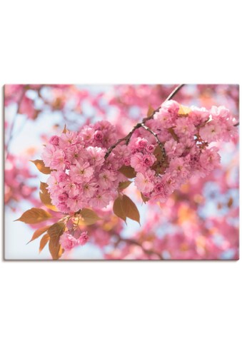 Artland Paveikslas »Japanische Kirschblüte in ...