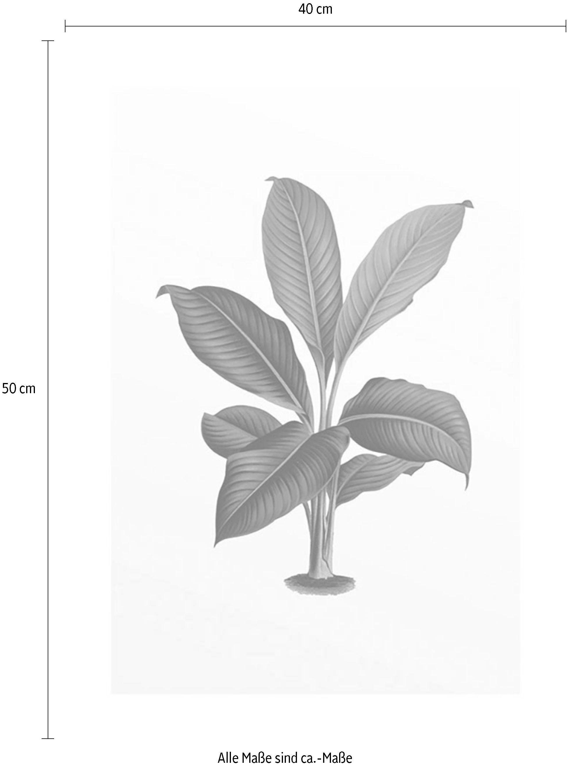 Komar Poster »Elastica Leaf«, Schlafzimmer, | Kinderzimmer, Wohnzimmer Pflanzen-Blätter, BAUR