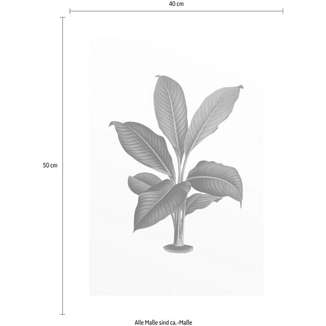 Komar Poster »Elastica Leaf«, Pflanzen-Blätter, Kinderzimmer, Schlafzimmer,  Wohnzimmer | BAUR