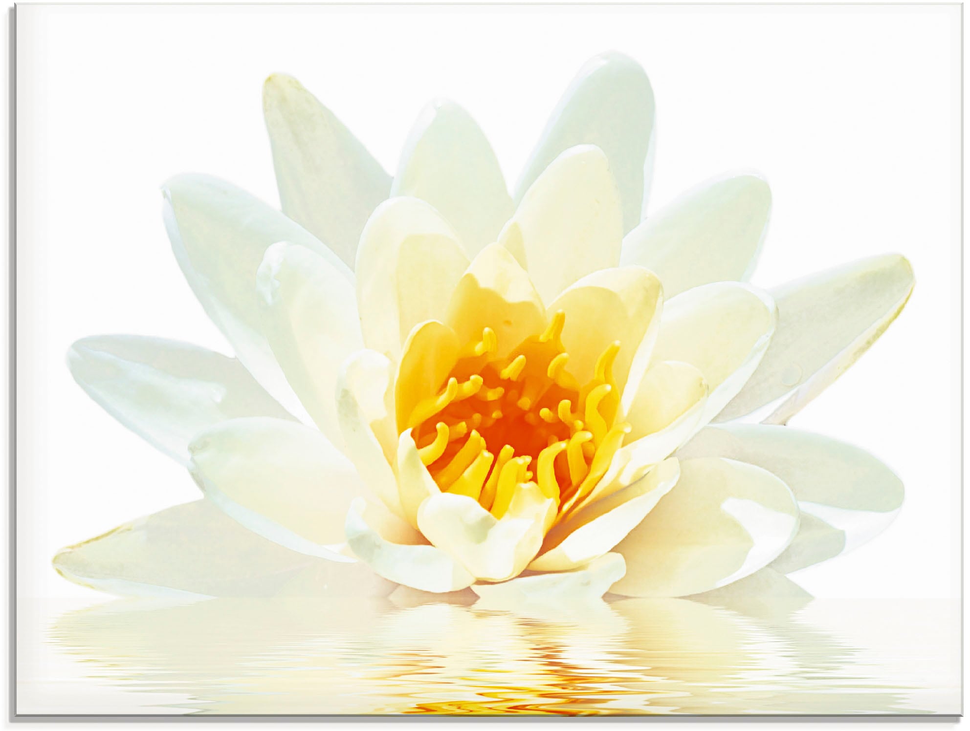 Artland Glasbild "Lotusblume schwimmt im Wasser", Blumen, (1 St.), in verschiedenen Größen