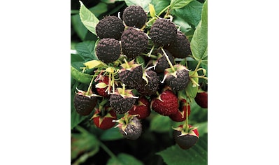 BCM Obstpflanze »Himbeere 'Black Jewel'«, (1 St.), 40 cm Lieferhöhe kaufen
