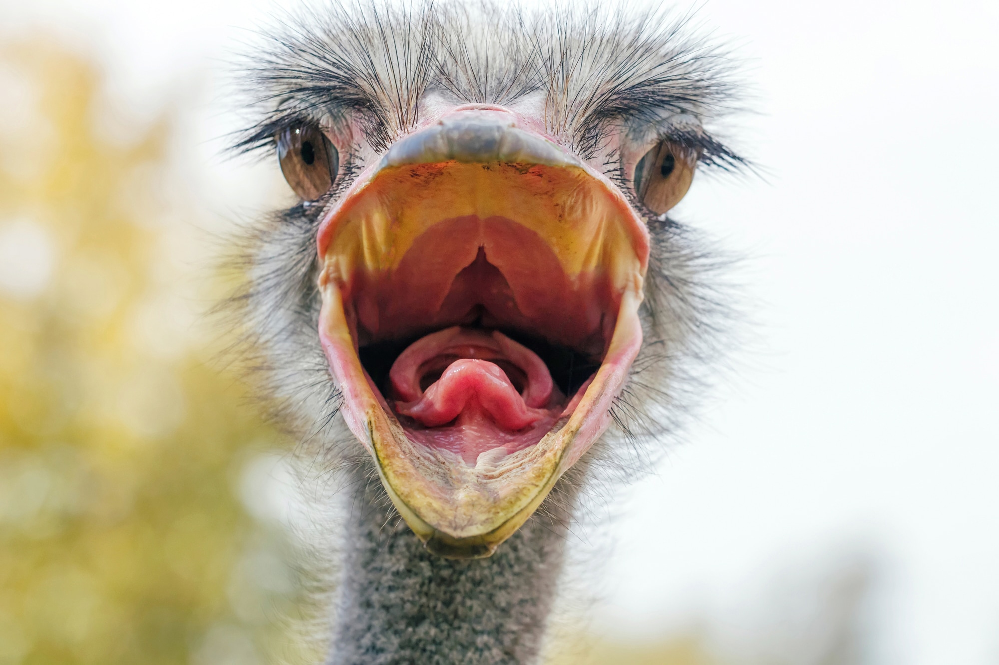 Papermoon Fototapete "VOGEL STRAUß-HUMOR PORTRÄT VOGEL AFRIKA SAVANNE"