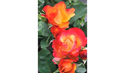 BCM Beetpflanze »Rose Antigua«, (1 St.) kaufen