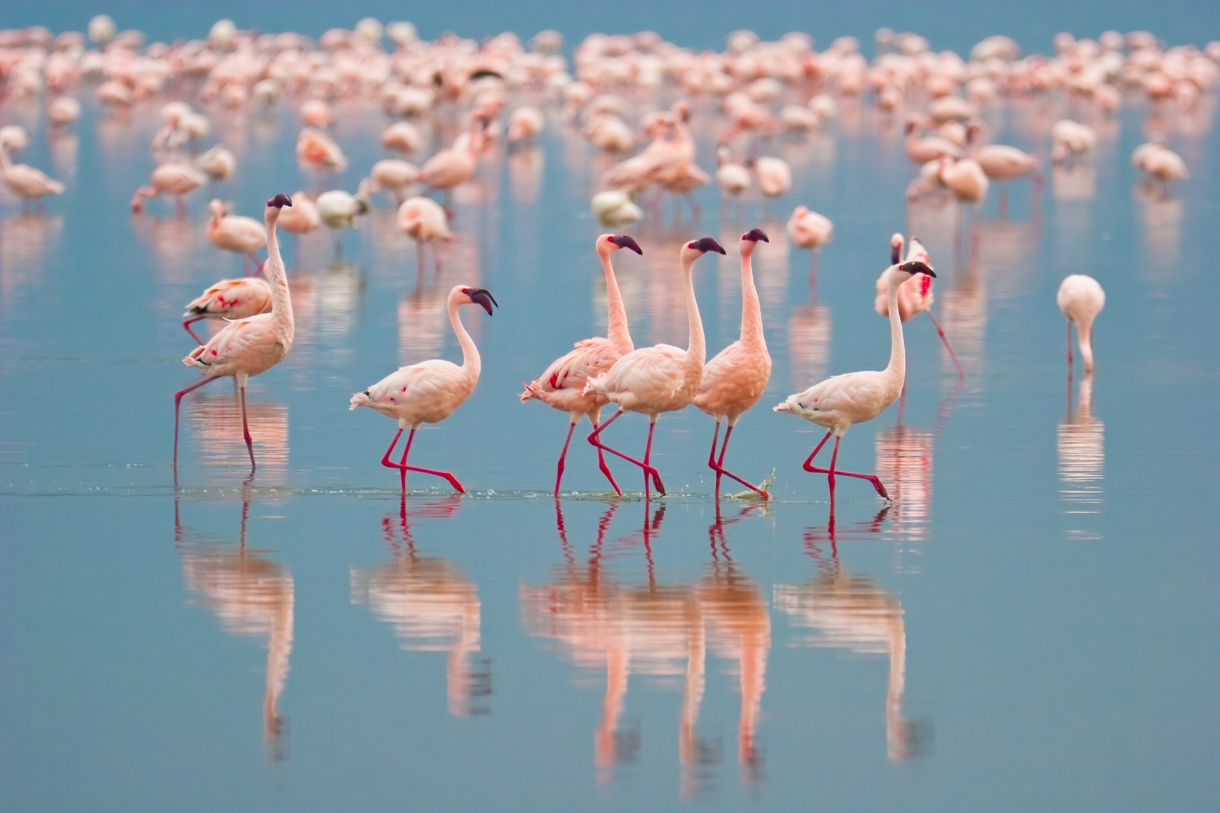 Papermoon Fototapete "Flamingos" glatt