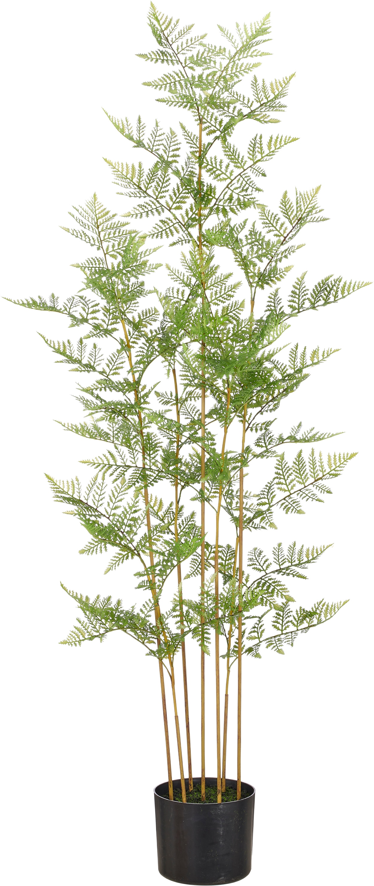 Creativ green Kunstpflanze "Hasenpfotenfarn" mit naturgetreuen Farnwedeln