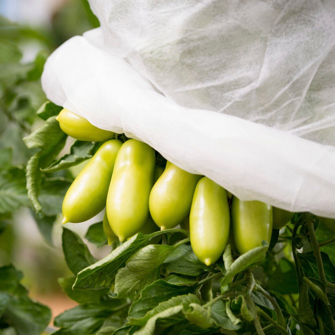 Windhager Winterschutzvlies »Wachstumsvlies«, Tomaten-Vliesschlauch, 1000x65 cm
