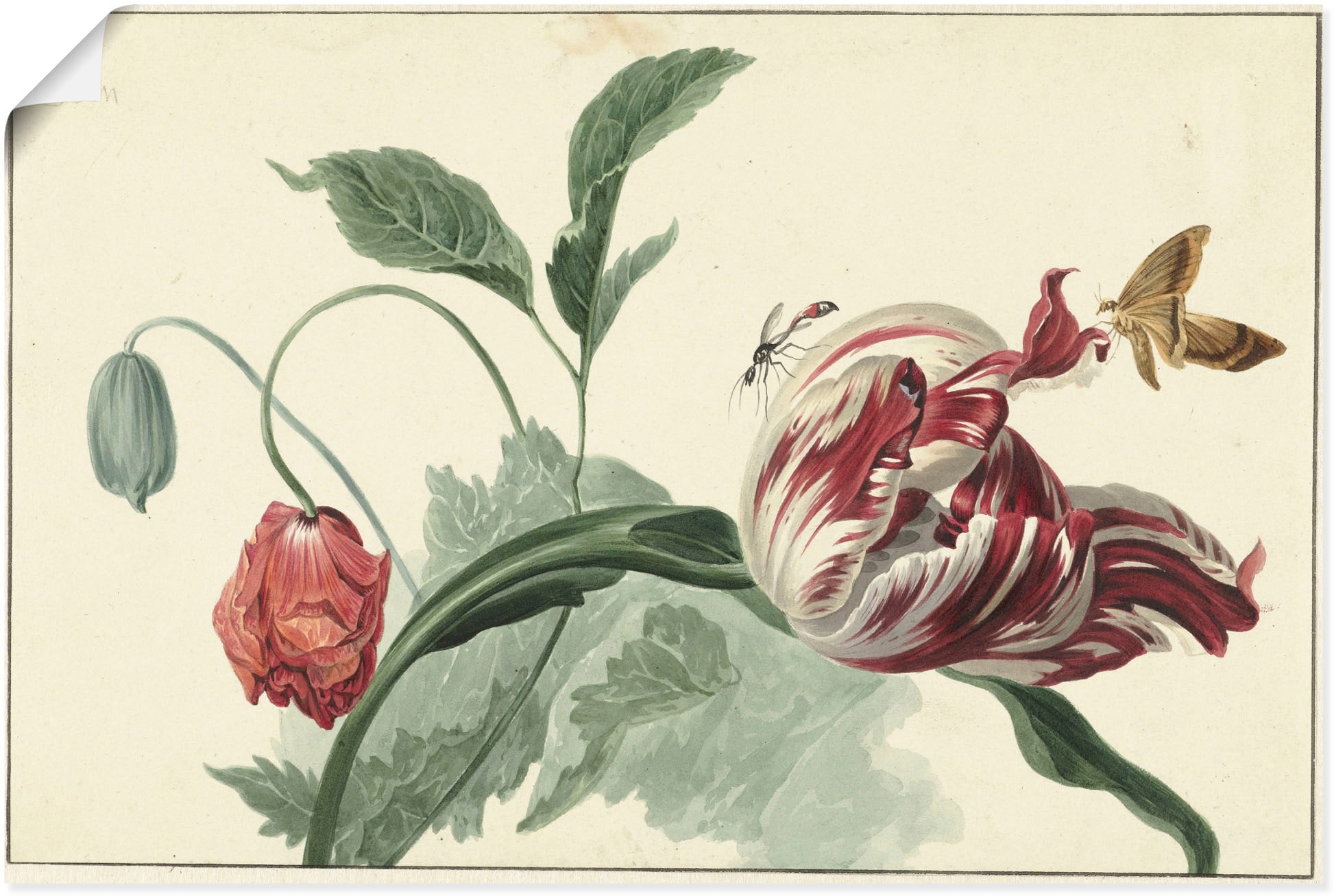 Artland Wandbild »Tulpe und Mohn.«, Blumenbilder, (1 St.), als Alubild,  Leinwandbild, Wandaufkleber oder Poster in versch. Größen bestellen | BAUR