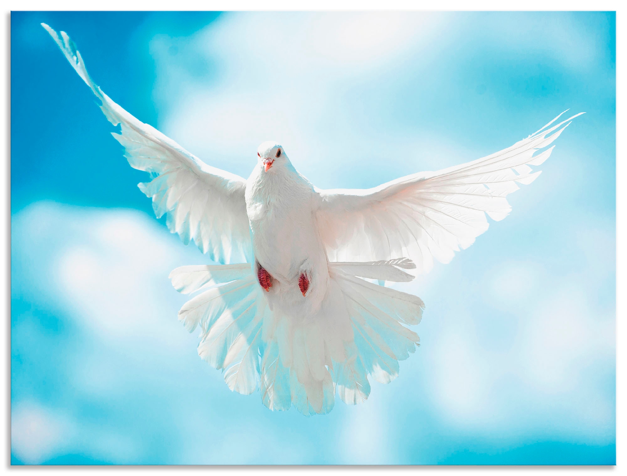 Artland "Taube mit ausgebreiteten Flügeln" Vögel 1 Stk. tlg. als Alubild, L günstig online kaufen
