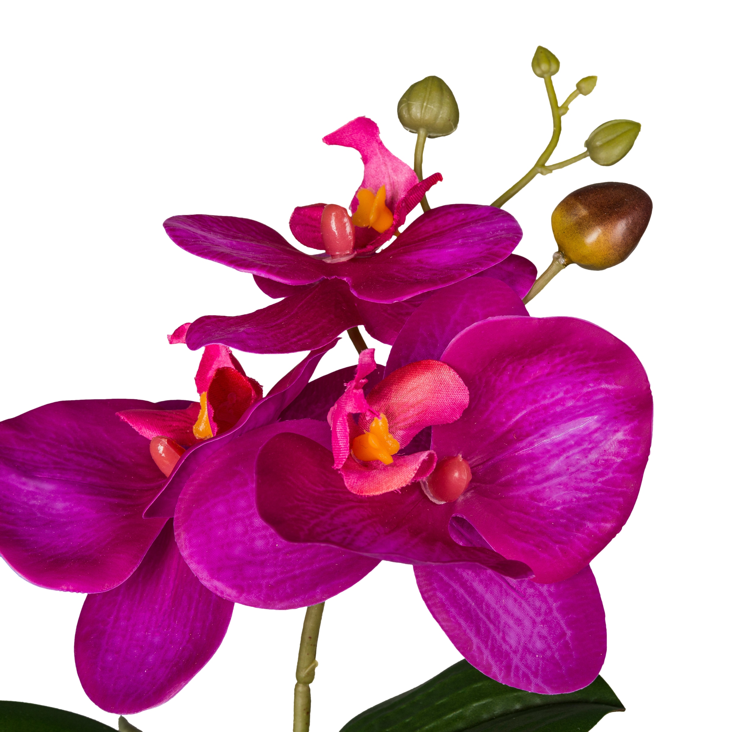 Creativ green Kunstorchidee »Orchidee Phalaenopsis«, mit naturgetreuen Blüten