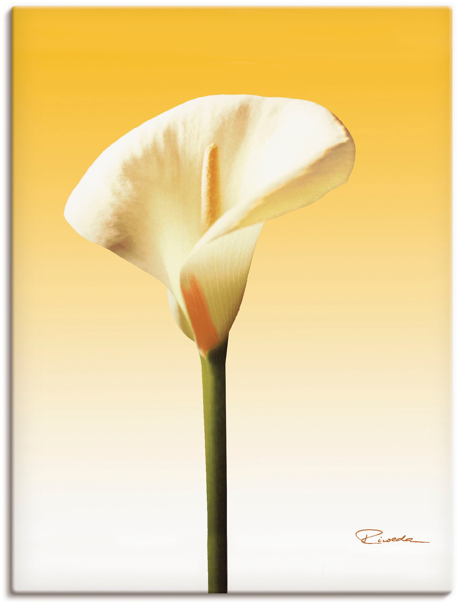 Artland Leinwandbild "Sonnenschein Calla II" Blumenbilder 1 Stk. tlg. auf Holzrahmen gespannt