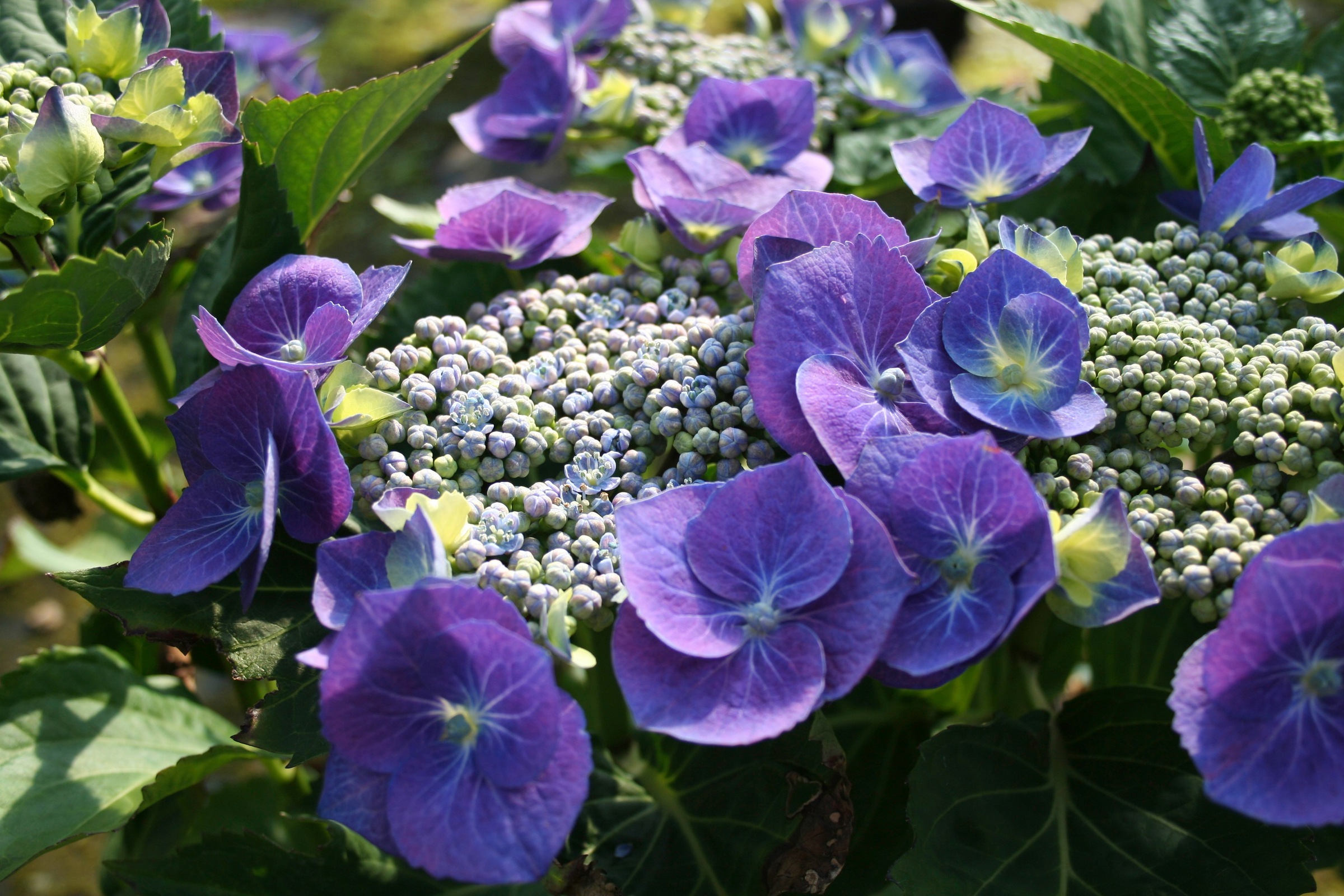 BCM Gehölze »Hortensie 'Blaumeise'«, (1 St.), Höhe: 30-40 cm, 1 Pflanze kaufen