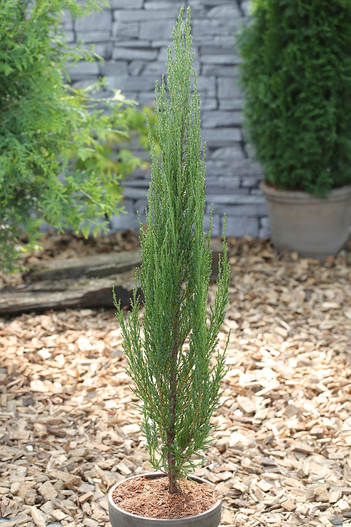 BCM Hecken »Wacholder 'Blue Arrow'«, (1 St.), Höhe: 60-80 cm, 1 Pflanze kaufen
