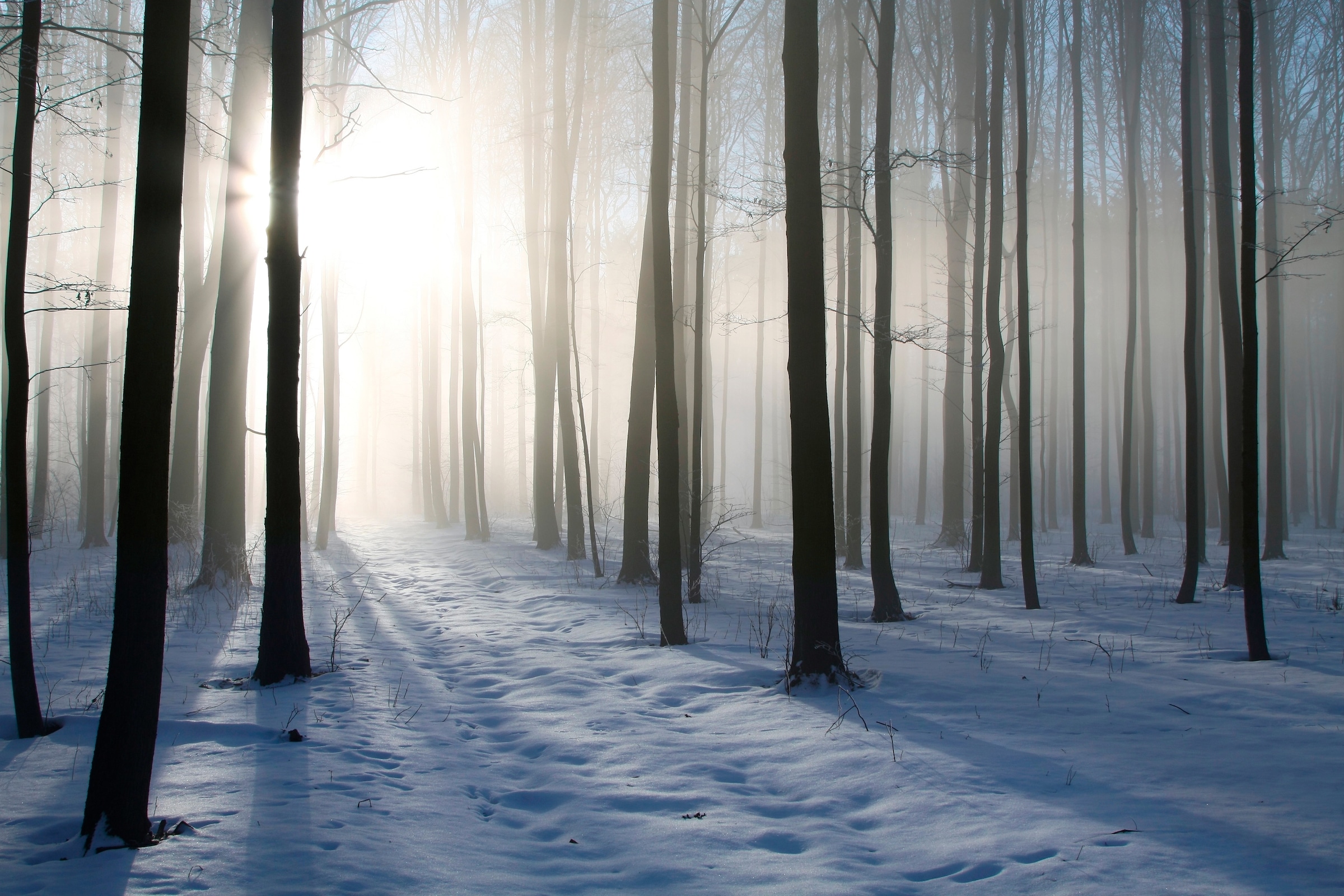 Papermoon Fototapete "Misty Winter Forest"