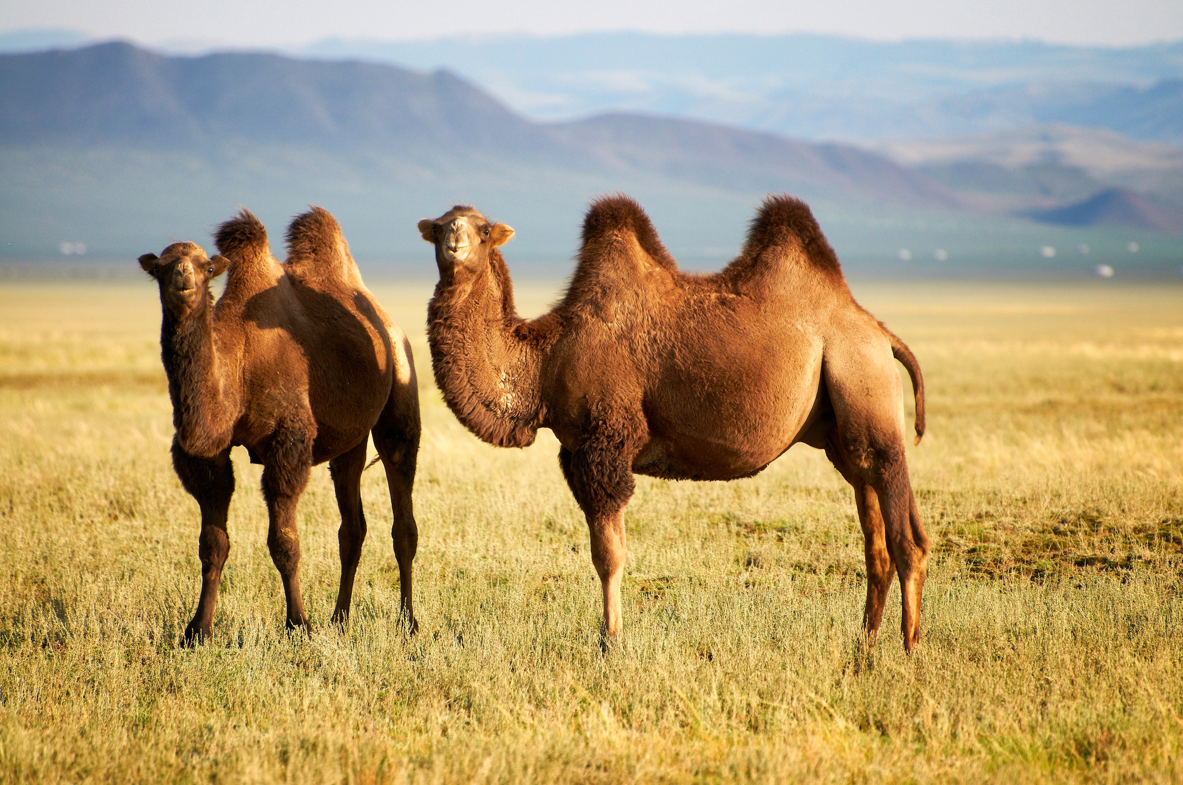 Papermoon Fototapete »Mongolian Camels« glatt