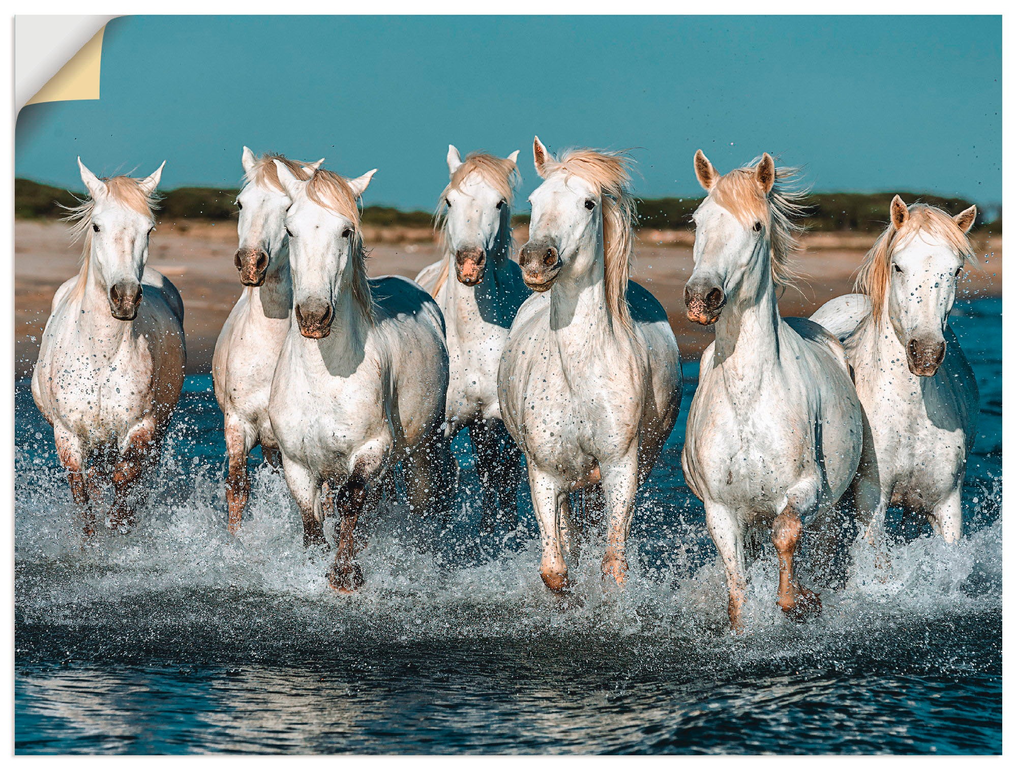 Artland Wandbild "Camargue Pferde galoppieren am Strand", Haustiere, (1 St. günstig online kaufen