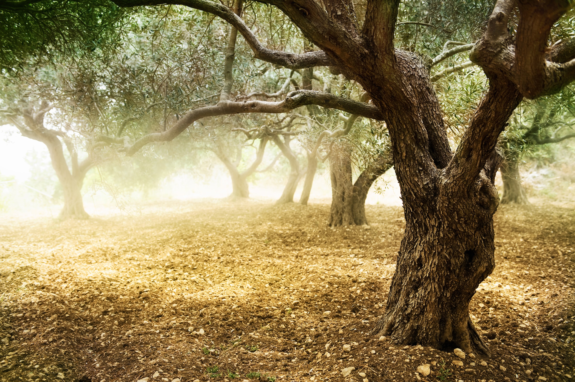 Papermoon Fototapete »Old Olive Trees«