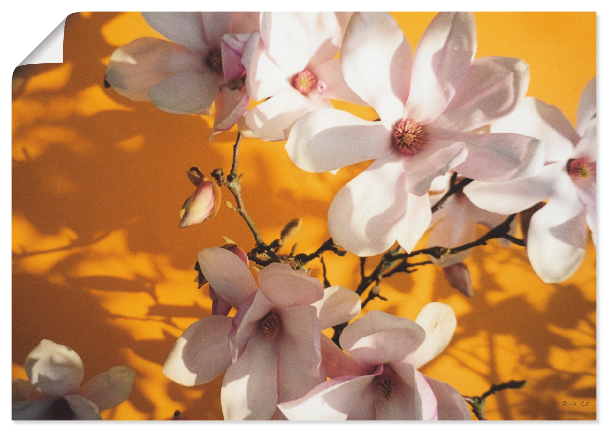 Artland Wandbild »Fotokollage Magnolie«, Blumen, (1 St.), als Alubild,  Leinwandbild, Wandaufkleber oder Poster in versch. Größen bestellen | BAUR