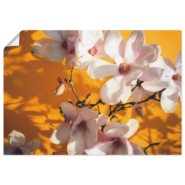 Artland Wandbild »Fotokollage Magnolie«, Blumen, (1 St.), als Alubild,  Leinwandbild, Wandaufkleber oder Poster in versch. Größen bestellen | BAUR